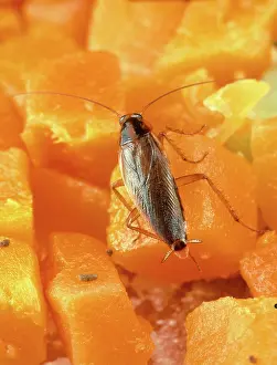Household: German Cockroach