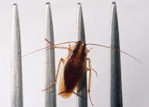 Andrey Zvoznikov: German COCKROACH - adult on fork