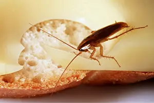 Andrey Zvoznikov: GERMAN COCKROACH - on cheese sandwich