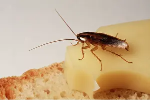 Andrey Zvoznikov: GERMAN COCKROACH - on a Cheese Sandwich