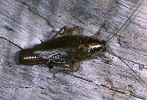 Pascal Goetgheluck: GERMAN COCKROACH - female, and egg case