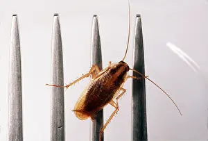 Andrey Zvoznikov: German Cockroach on a kitchen fork