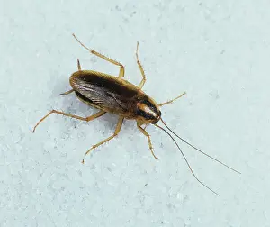 Cockroach: German cockroach on sugar