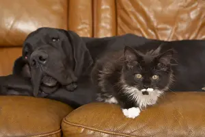 Mastiffs: German Dogue lying with a Maine Coon kitten on a sofa