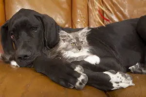 Mastiffs: German Dogue lying with a Maine Coon kitten on a sofa