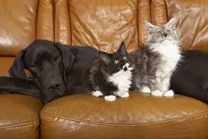 Mastiffs: German Dogue lying with Maine Coon kittens on a sofa