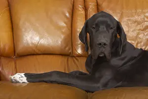 Mastiffs: German Dogue alone lying on a sofa