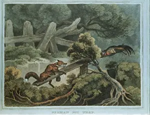 Bait: GERMAN FOX TRAP - Nineteenth Century engraving