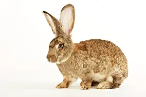 Giants: German Giant, giant rabbits