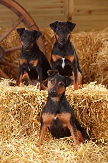 Bitches: German hunting terriers, bitches sitting in straw