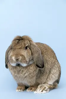Lops: GERMAN LOP RABBIT
