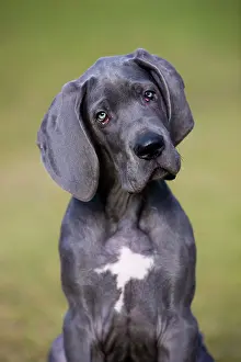 Mastiff: German Mastiff puppy, portrait, North Tyrol, Austria