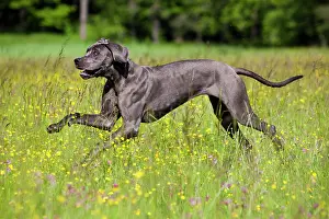 Completely: German Mastiff running across a meadow, North Tyrol