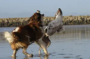 Mastiffs: German mastiff and Saint Bernard dog playing on the beach