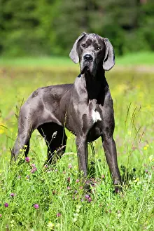 Completely: German Mastiff standing in a meadow, North Tyrol