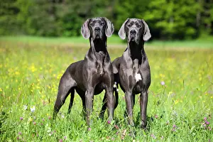 Mastiffs: Two German Mastiffs standing in a meadow, North