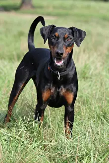 Deutscher: German Pinscher standing on a meadow Deutscher Pinscher