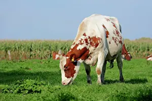 Landsca: German red and white Holstein cattle (Bos primigenius