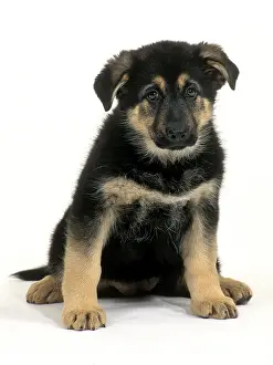 Stroke: German Shepard Puppy