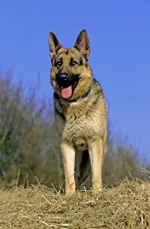 Alsatian: German Shepherd or Alsatian