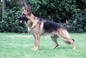 Alsatian: German Shepherd / Alsatian Dog