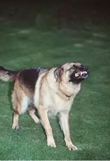 Sinister: German Shepherd / Alsatian DOG - aggressive