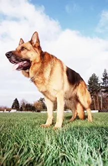 Level: GERMAN SHEPHERD / ALSATIAN DOG - IN PARK
