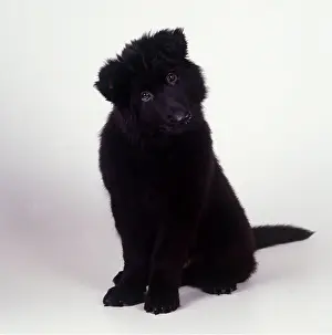 Thoughful: GERMAN SHEPHERD / ALSATIAN DOG -PUPPY