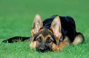 Tags: German Shepherd / Alsatian Dog - puppy lying on grass