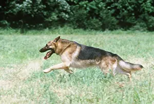 Chasing: German Shepherd / Alsatian Dog - running