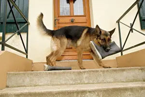 Shoes: German Shepherd / Alsatian Dog with wellington boot in mouth