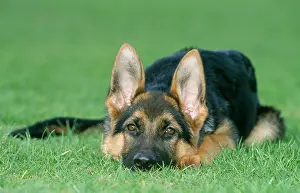 Pricked: German Shepherd / Alsatian Dog - young, lying down