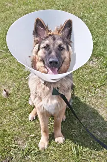 Shepherd: German shepherd (Canis lupus familiaris), wearing