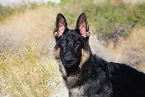 Shepherd: German Shepherd in the Coachella Valley, California