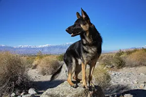 Leadership: German Shepherd in the Coachella Valley, California
