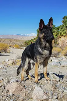 Shepherd: German Shepherd, Coachella Valley, California