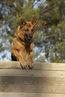 Barriers: German Shepherd crossing a fence