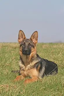 Alsatians: German Shepherd Dog, 6 months, lying on a meadow