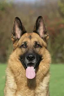 Alsatians: German Shepherd Dog, 7 years old, portrait Deutscher