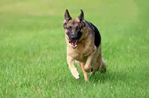 Alsatians: German Shepherd dog, adult, running across a meadow