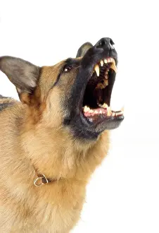 Growl: German Shepherd Dog - aggressive