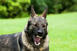 Alsatian: German shepherd dog, Alsatian, showing its teeth