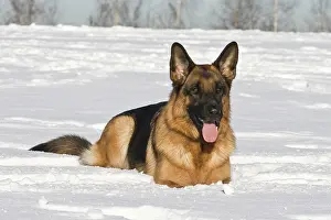 Alsatians: German Shepherd Dog, bitch, 2 years, lying in snow