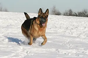 Alsatians: German Shepherd Dog, bitch, 2 years, running in