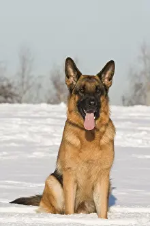 Alsatians: German Shepherd Dog, bitch, 2 years, sitting in