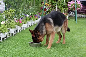 Bowl: German Shepherd dog drinking water from a bowl in