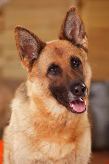 Alsatian: German shepherd dog, female
