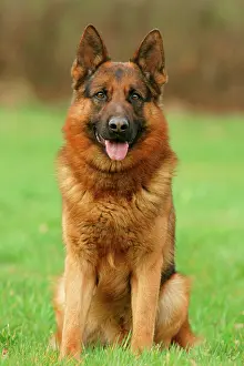Herding: German Shepherd Dog, Germany, Europe