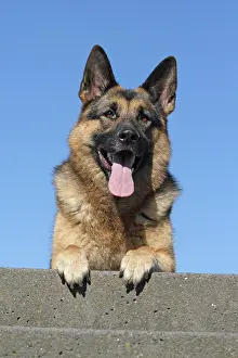 Deutscher: German Shepherd Dog lying on a wall Deutscher Sch&, x49a5;rhu