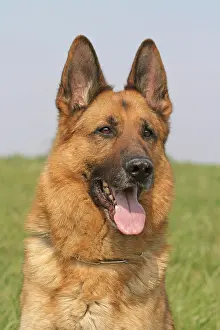 Alsatians: German Shepherd Dog, male, 6 years, portrait Deutscher